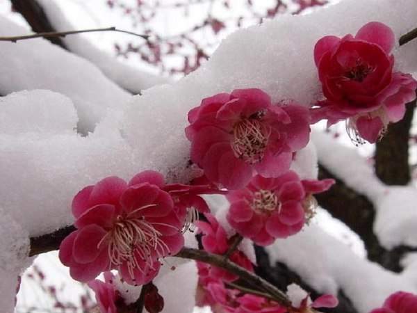 紅梅的花語(yǔ)是什么？