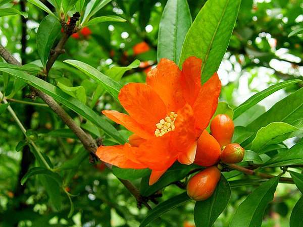 花石榴的花期、果期是什么時候