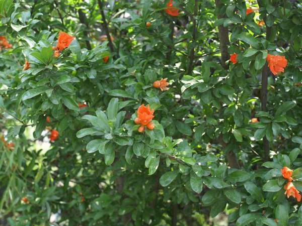 花石榴的花期、果期是什么時候
