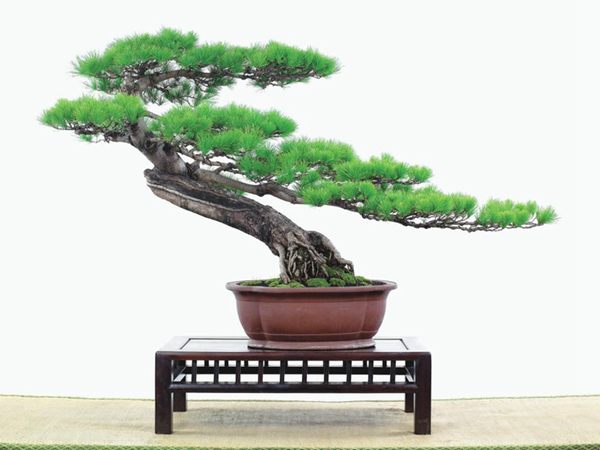 有著百變造型之王的五針?biāo)墒窃鯓訜挸傻?/><br/></div><p><strong>(1)取、審材</strong><br/>我國引種栽培五針?biāo)?,由于結(jié)實少,且多發(fā)育不良,種粒<a href='http://saeinsa.com/huahaijianshe/138890.html' target='_blank'>發(fā)芽率</a>低,故多采用嫁接法繁殖。<br/>盆栽五針?biāo)?,是制作五針?biāo)膳杈暗闹饕牧?。它的根爪,可否顯露,樁干有無彎度,哪些地方突出好看,都要仔細(xì)審視一番。通過審材,找出好觀賞面。五針?biāo)捎^賞價值高低,在于姿色的奇妙與否。通過審材,進行藝術(shù)取舍,決定部分根、枝、干、針葉的去留。<br/><strong>(2)上盆</strong><br/>①選盆:五針?biāo)勺藨B(tài)清秀古雅、翠葉蔥籠,宜用外型古雅,色澤深沉的紫砂陶盆。懸崖式用中深圓形盆或正方盆;斜干式、直干式則用長方形盆或橢圓盆;曲干式用稍深的馬槽盆;合栽式用較淺長方形盆,其大小可視樹形而選定。<br/>②用土:栽植五針?biāo)傻呐柰烈擞觅|(zhì)地疏松、肥沃的微酸性土,按輕壤60%,砂土3o%a與腐殖土to%的比例以及腐熟餅肥1份混合使用,PH值5-6最宜。<br/>③栽植:五針?biāo)缮吓柙灾惨源杭拘氯~吐芽前3月左右最好,也可在秋季新枝成長后8月中旬至9月進行。上盆前修剪傷根、爛根,剪短粗根,在剪口上涂蠟,以防松脂外流。栽時盆土要稍干,盆底墊一層碎瓦片及粗砂之類,以利排水透氣。<br/>④造型與布局:五針?biāo)芍l自然形成層片,層次分明,線條清晰;生長緩慢,枝干上無不定芽萌發(fā),因此不耐修剪。粗枝不易屈曲,蟠扎造型必須從幼齡樹開始,五針?biāo)稍煨蛻?yīng)以吊扎為主,結(jié)合修剪,作為基本方法。<br/>制作五針?biāo)膳杈?,和其它?盆栽五針?biāo)桑侵谱魑遽標(biāo)膳杈暗闹饕牧?。它的根爪,可否顯露,樁干有無彎度,哪些地方突出好看,都要仔細(xì)審視一番。通過審材,找出好觀賞面。五針?biāo)捎^賞價值高低,在于姿色的奇妙與否。通過審材,進行藝術(shù)取舍,決定部分根、枝、干、針葉的去留。<br/><br/><strong>制作五針?biāo)膳杈埃推渌杈耙粯?,要注重盆面的布局,要講究自然,給人以舒適的美感。</strong><br/>盆面布局,應(yīng)有疏有密,或“疏能走馬”,或“密不通風(fēng)”。要突出主體,在一盆中,合栽幾株五針?biāo)?,要突出主體,其余則為烘托與陪襯。<br/>盆面布局,要講究層次,這在盆中表現(xiàn)為粗細(xì)、大小的對比。細(xì)到一枝一根上下功夫,使之形象生動,景中有景。樹樁的枝干、針片,各占盆面多少位置,樹、石、亭、橋、屋宇、人物小品等配件的大小,要精心安排,恰到好處,突出盆景主題??傊浞诌\用藝術(shù)造型和造景手法以提高盆景的整體藝術(shù)美。<br/><br/></p><div align=