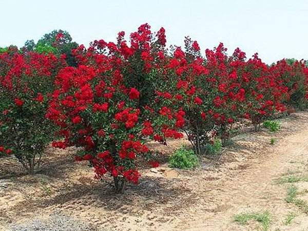 專家告訴你，市場(chǎng)上紫薇花樹價(jià)格是多少？