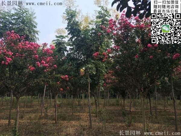 專家告訴你，市場(chǎng)上紫薇花樹價(jià)格是多少？