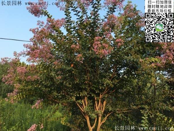 專家告訴你，市場(chǎng)上紫薇花樹價(jià)格是多少？