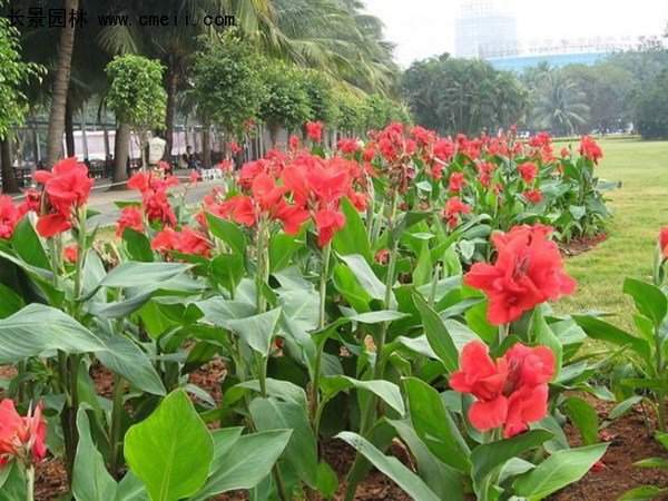 美人蕉，