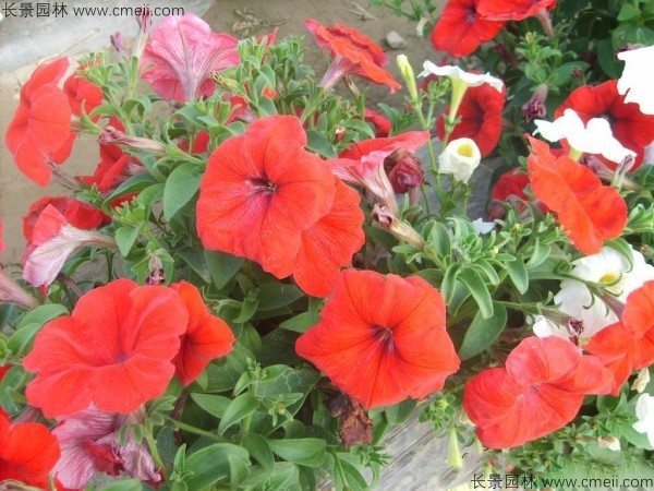 牽?；ǚN子發(fā)芽出苗開(kāi)花圖片