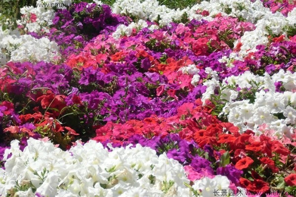 牽?；ǚN子發(fā)芽出苗開(kāi)花圖片
