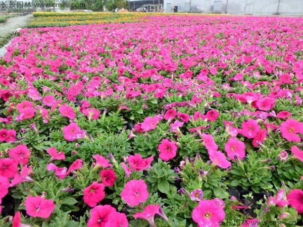 牽?；ǚN子發(fā)芽出苗開(kāi)花圖片