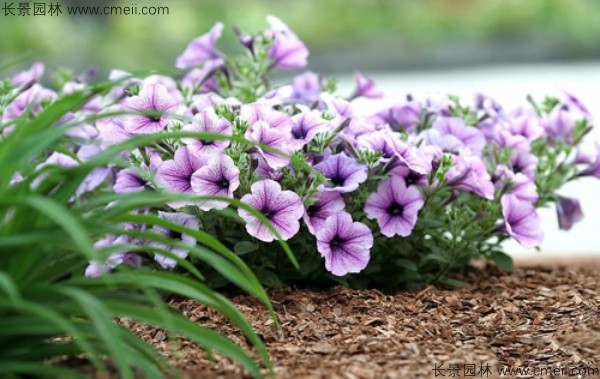 牽?；ǚN子發(fā)芽出苗開(kāi)花圖片