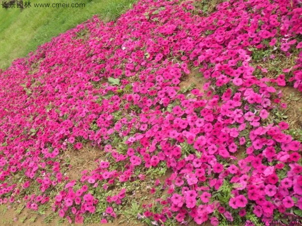 牽?；ǚN子發(fā)芽出苗開(kāi)花圖片