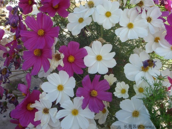 格?；ǚN子發(fā)芽出苗開花圖片