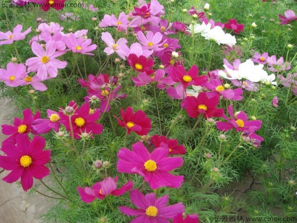 格?；ǚN子發(fā)芽出苗開花圖片