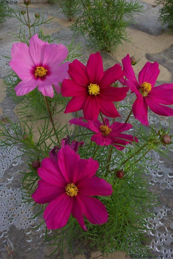 格?；ǚN子發(fā)芽出苗開花圖片