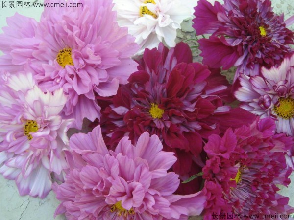 格?；ǚN子發(fā)芽出苗開花圖片