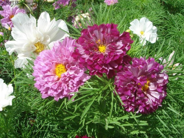 格?；ǚN子發(fā)芽出苗開花圖片