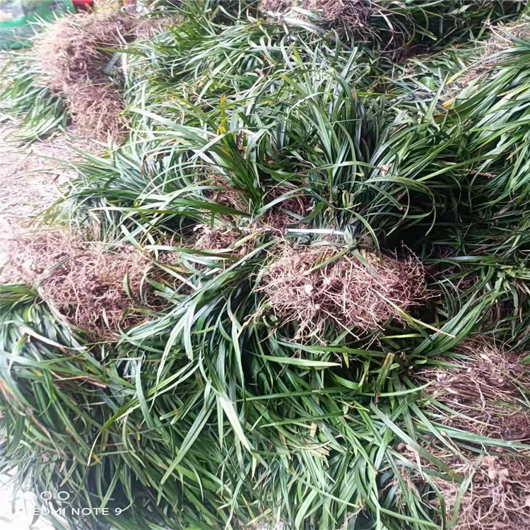 蘭花三七長(zhǎng)景園林沭陽 蘭花三七長(zhǎng)景園林沭陽